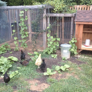 Here is part of the chicken coop and run.  The chickens are enjoying some time outside in the open.