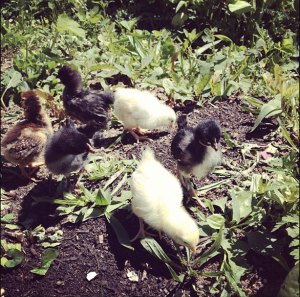 The new baby chickens first time outside.